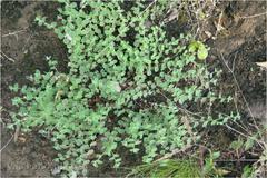 Indigofera cordifolia